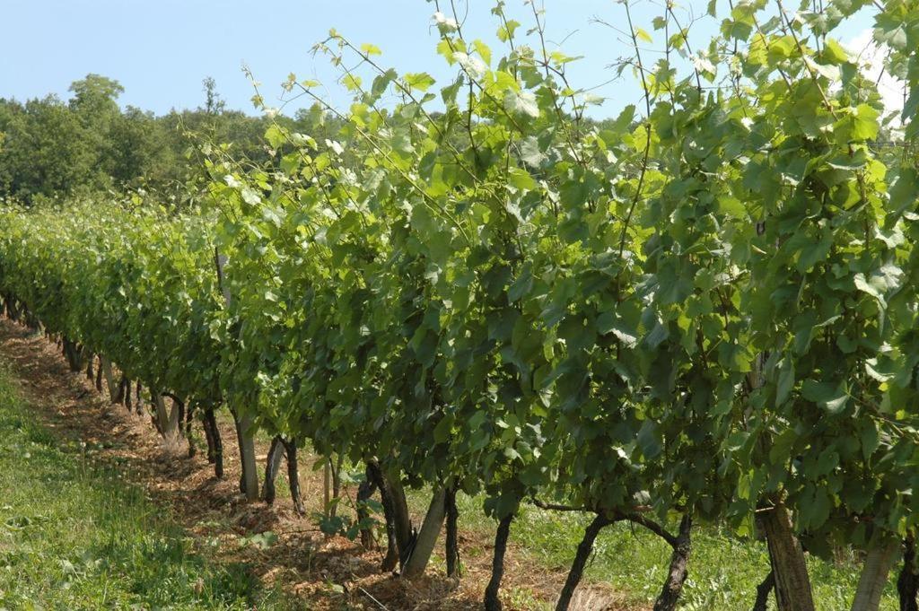Chambres Sous Les Vignes Du Buttois Bussy-le-Grand Ngoại thất bức ảnh